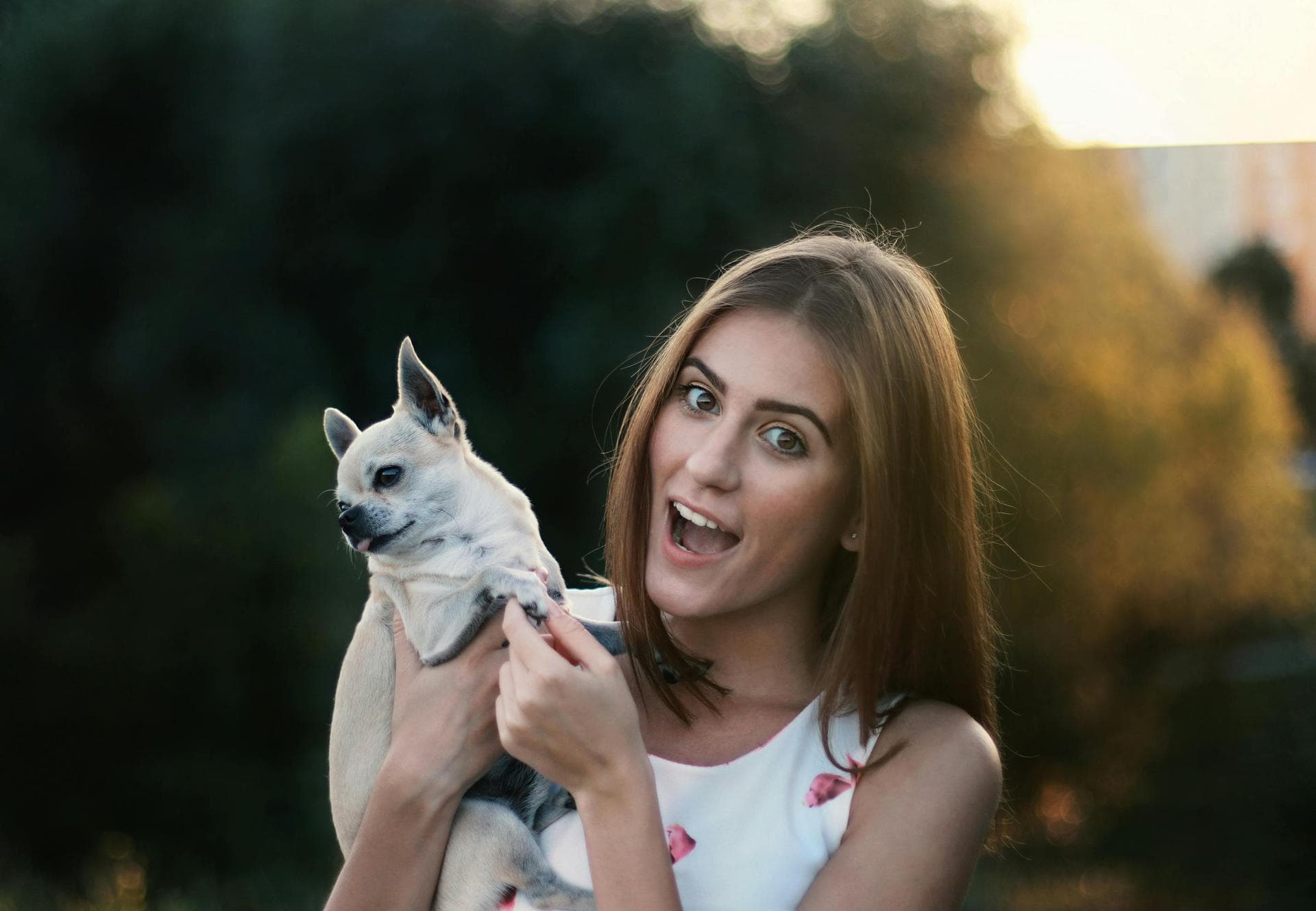 Cat Dental Prices in Aberdeen