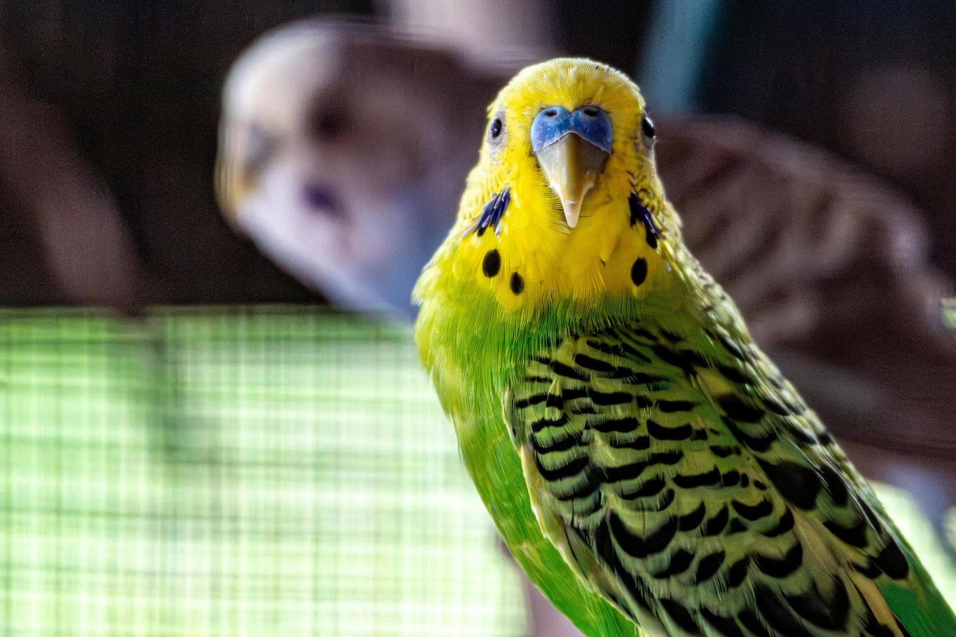 Emergency Vets in Aberdeen