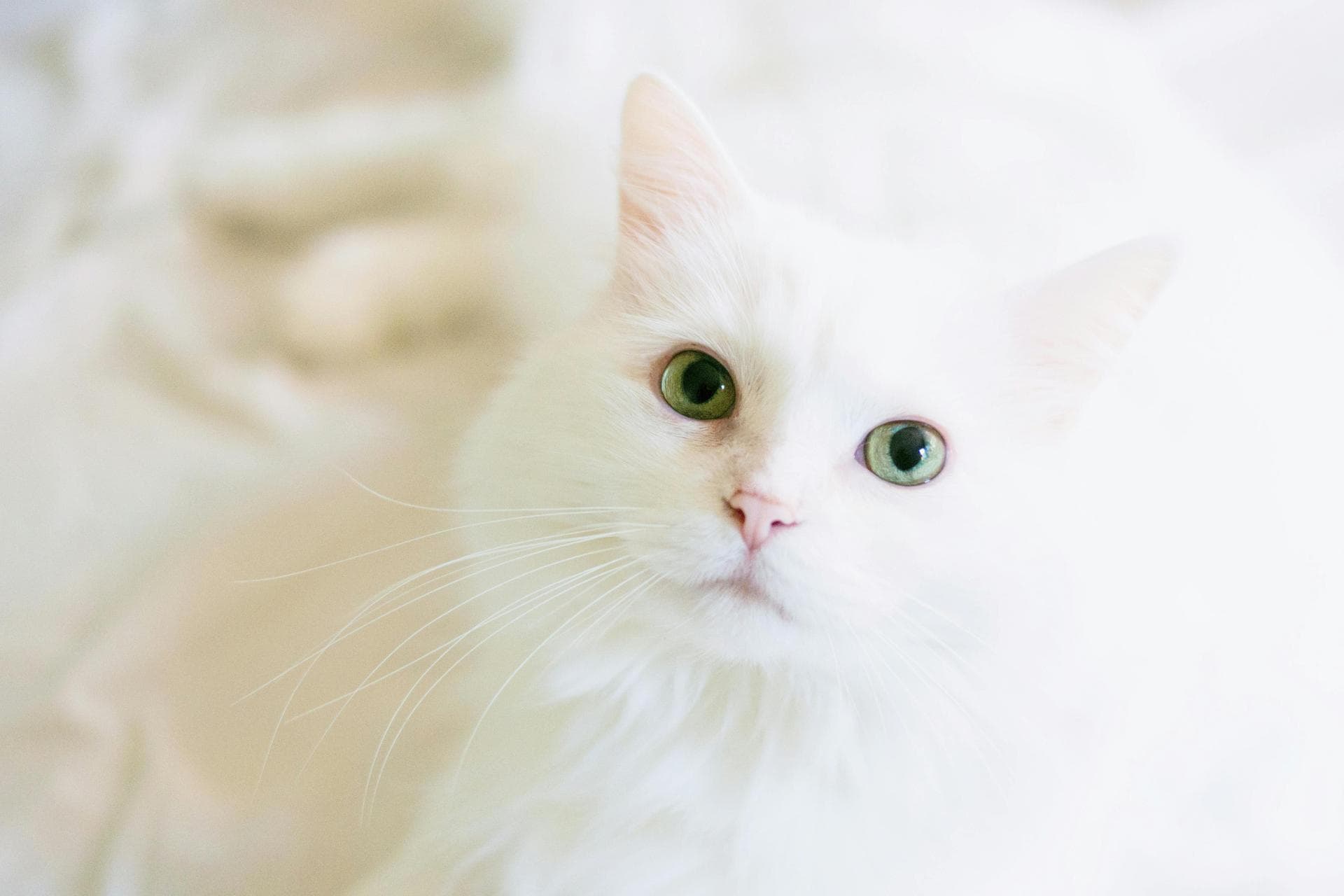 Cat Spay Castrate Neutering Prices in Aberdeen