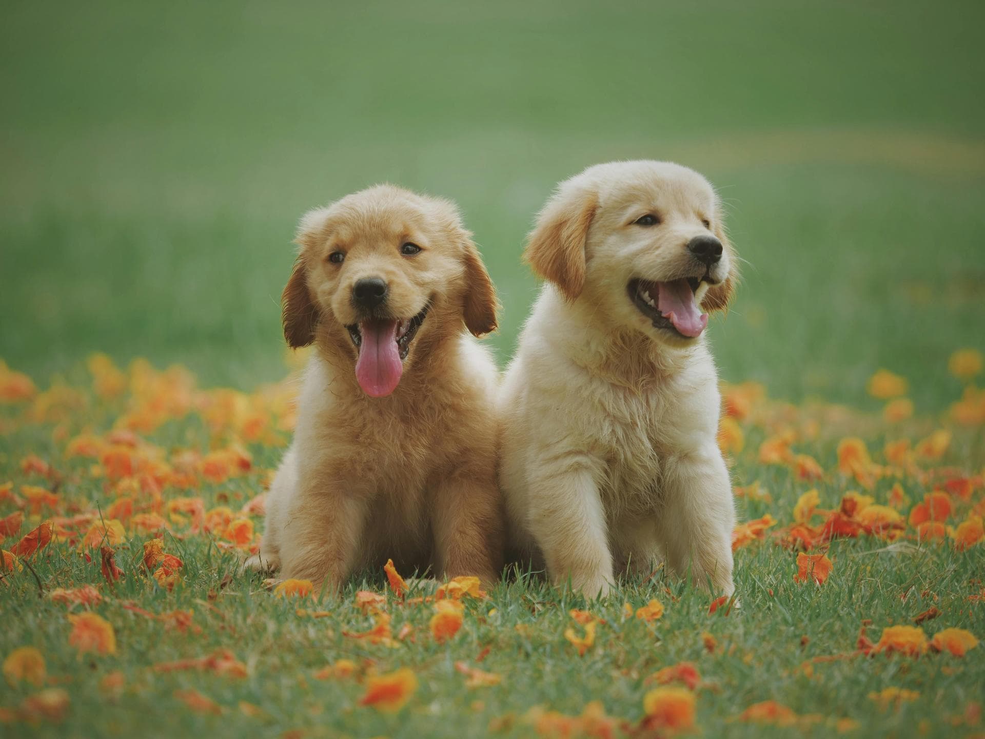 Dog Spay Castrate Neutering Prices in Aberdeen