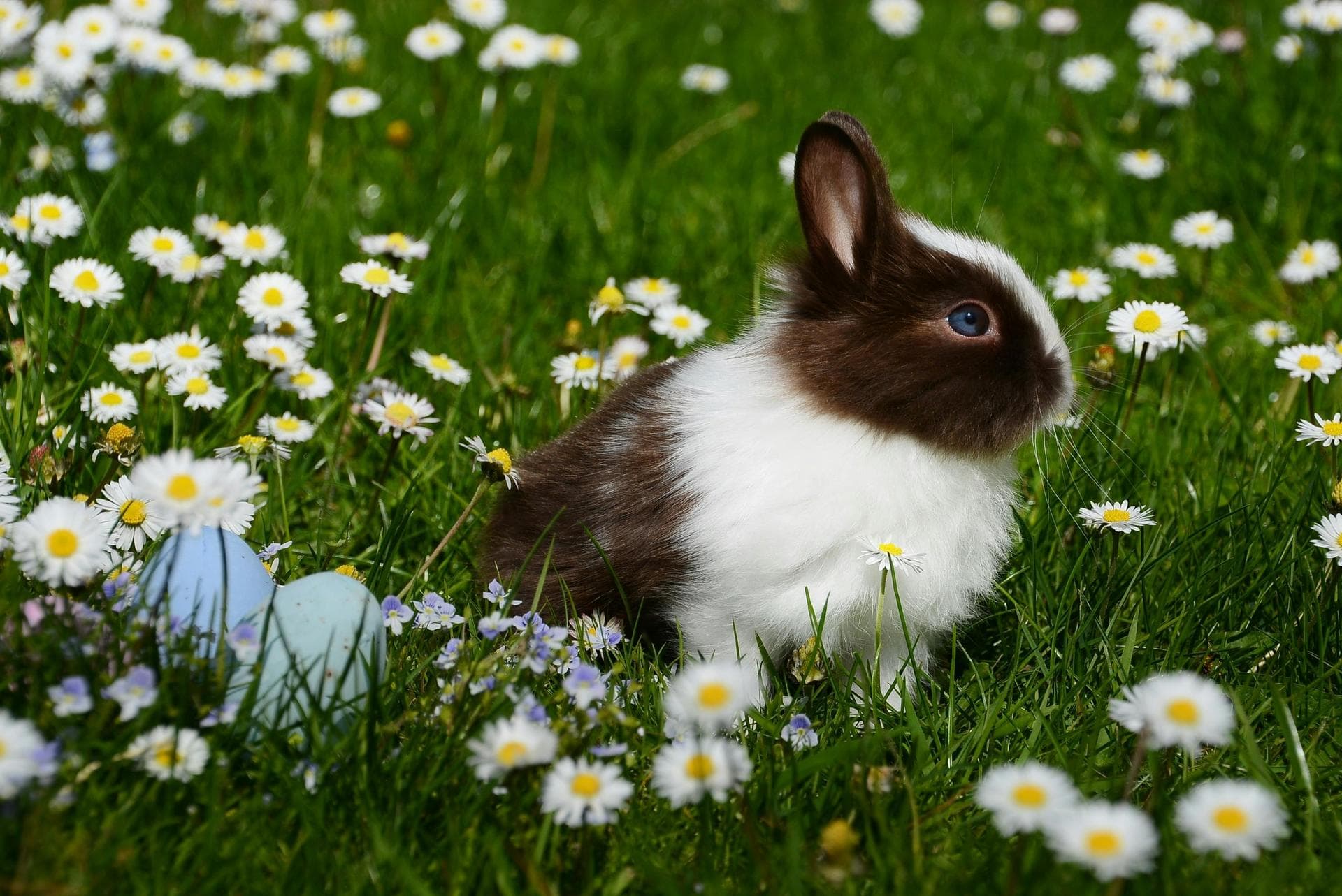 Rabbit Vaccinations Vhd Myxo Prices in Aberdeen